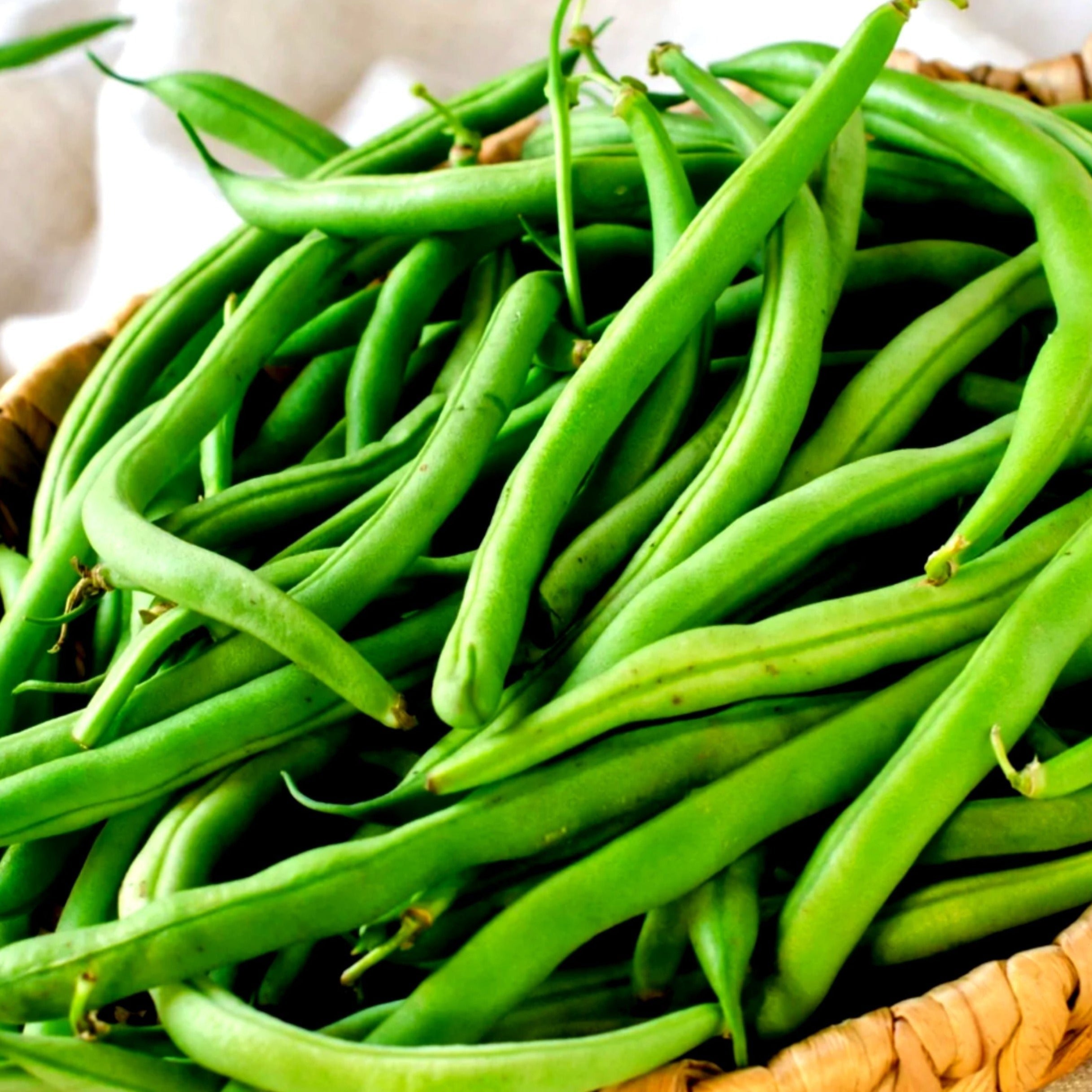 Antigua Bean (Bush) - Team Grow