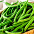 Antigua Bean (Bush) - Team Grow