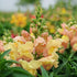 Appleblossom Snapdragon - Team Grow