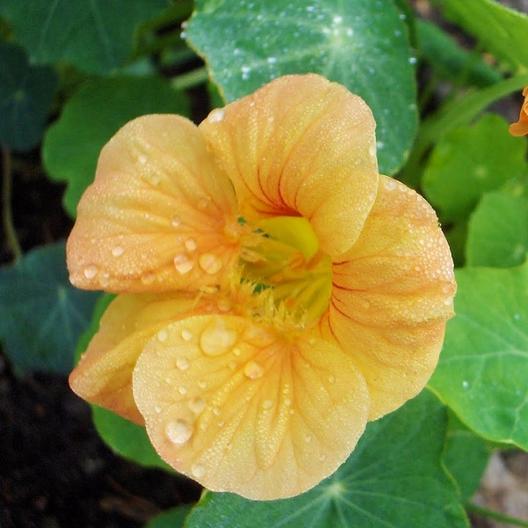 Apricot Nasturtium