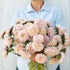 Apricote Aster - Team Grow