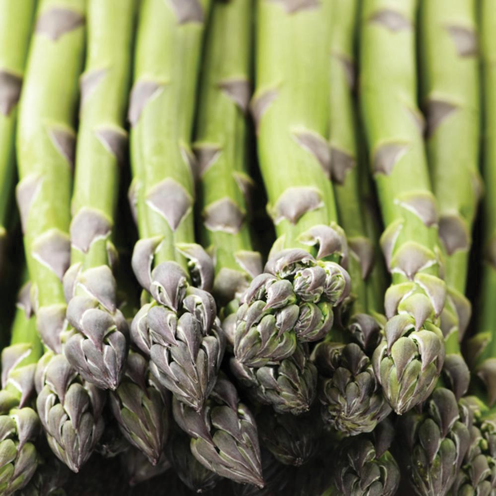 Asparagus Mary Washington Seed - Team Grow