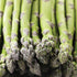 Asparagus Mary Washington Seed - Team Grow