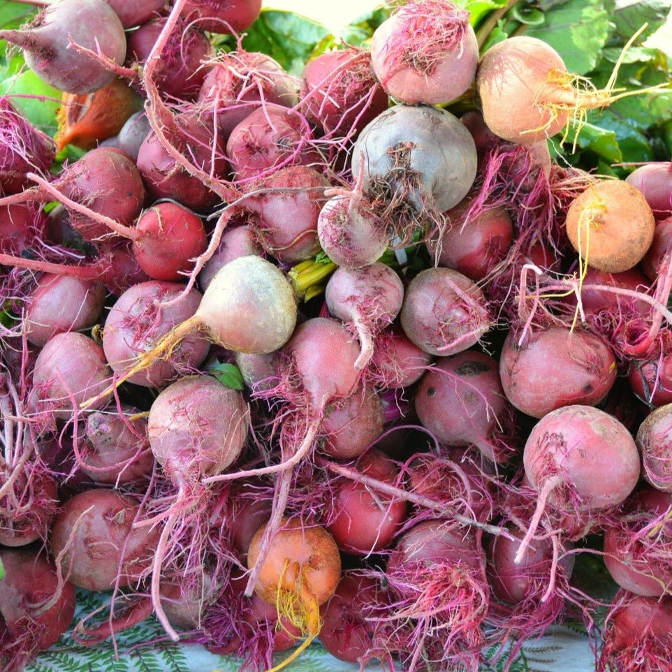 Assorted Beet Mix - Team Grow