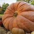 Atlantic Giant Pumpkin - Team Grow