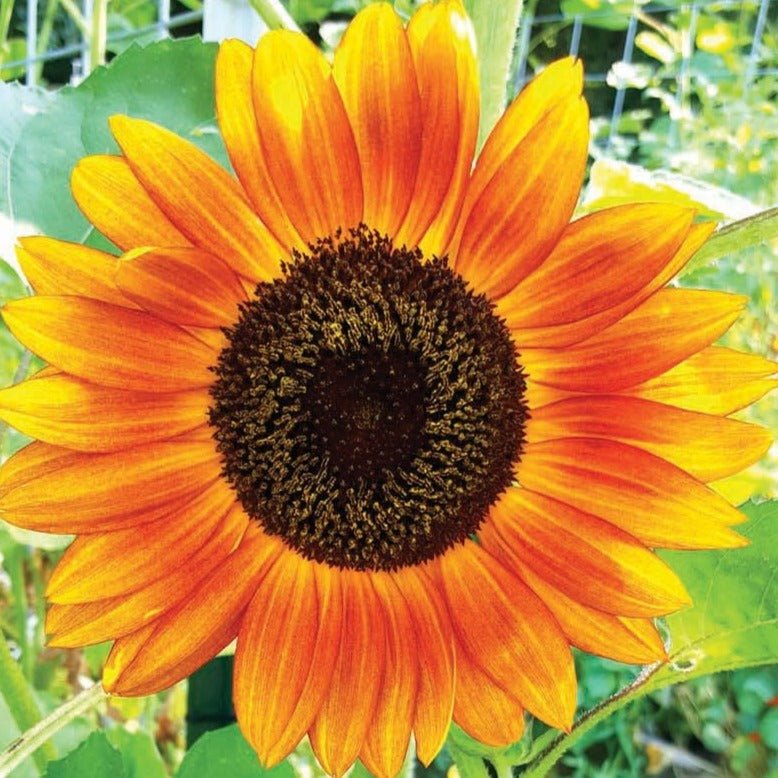 Autumn Beauty Sunflower - Team Grow