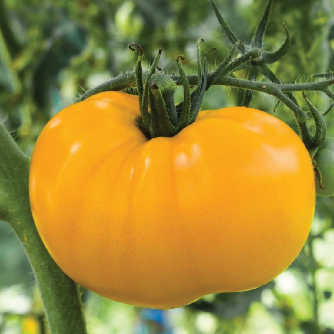 Azoychka Tomato - Team Grow