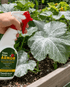 Team Grow Armor — Organic Crop Protectant (Kaolin Clay) | FREE Shipping