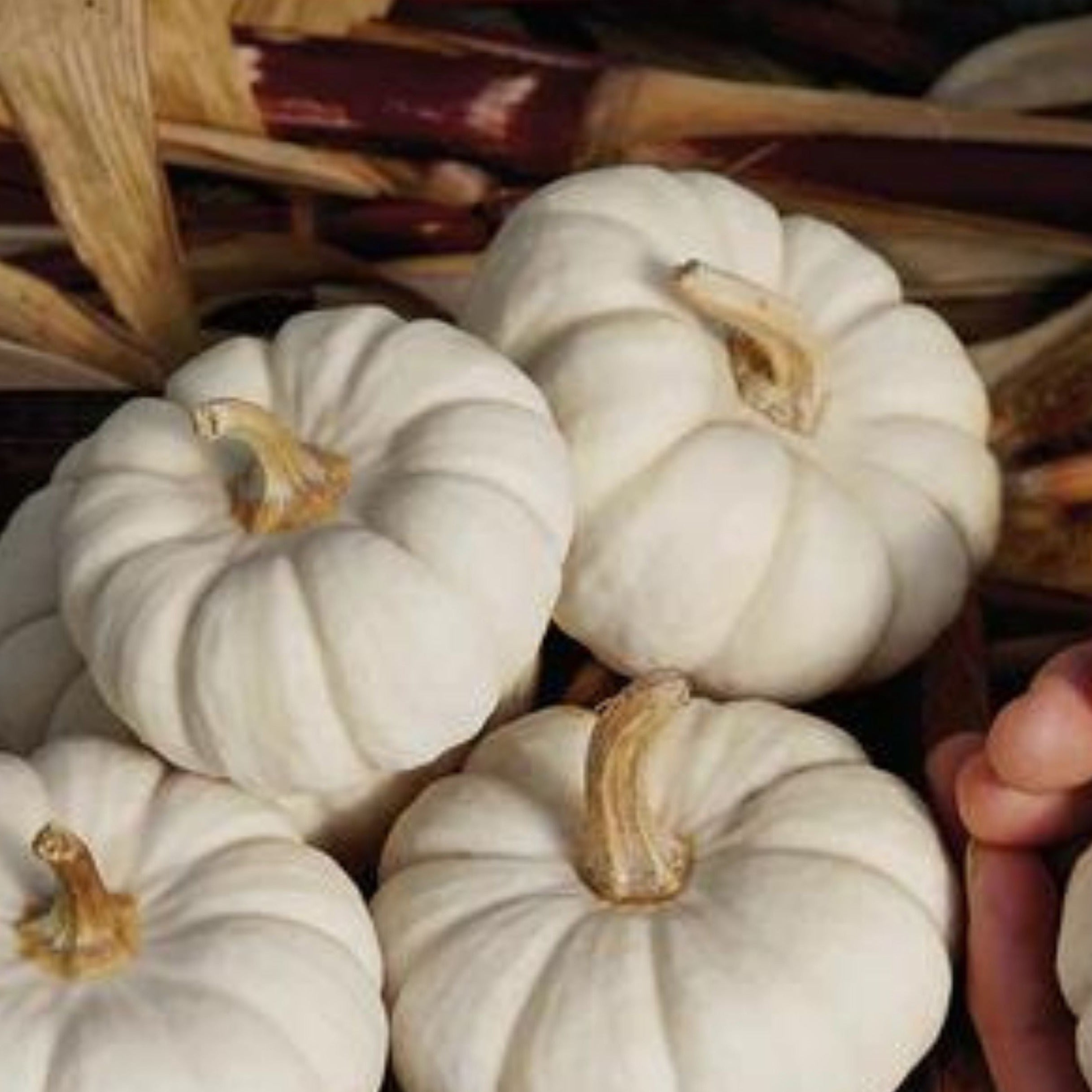 Baby Boo Pumpkin - Team Grow