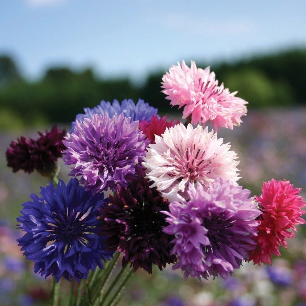 Bachelor's Buttons Mix - Team Grow