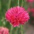 Bachelor's Buttons Red - Team Grow