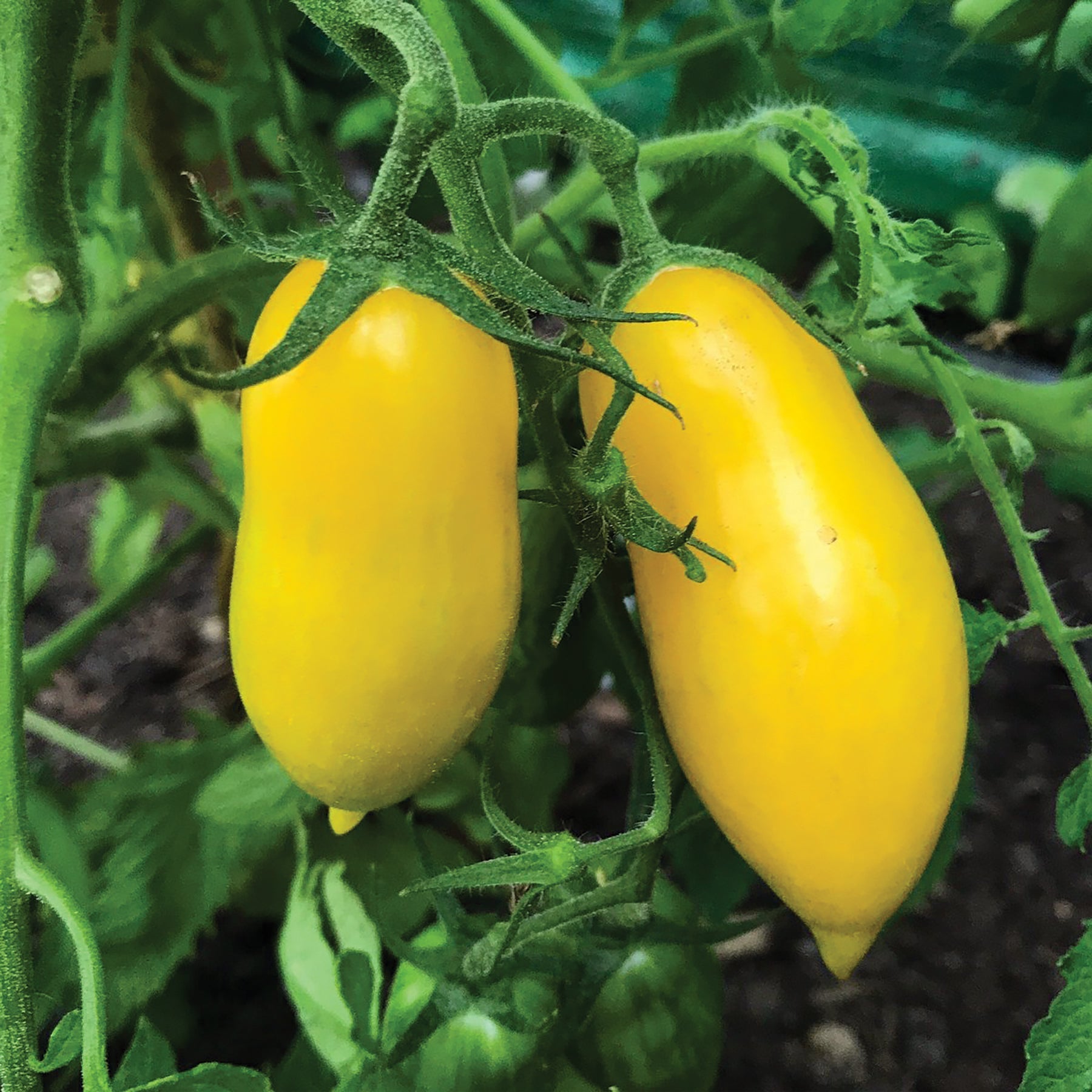 Banana Legs Tomato - Team Grow