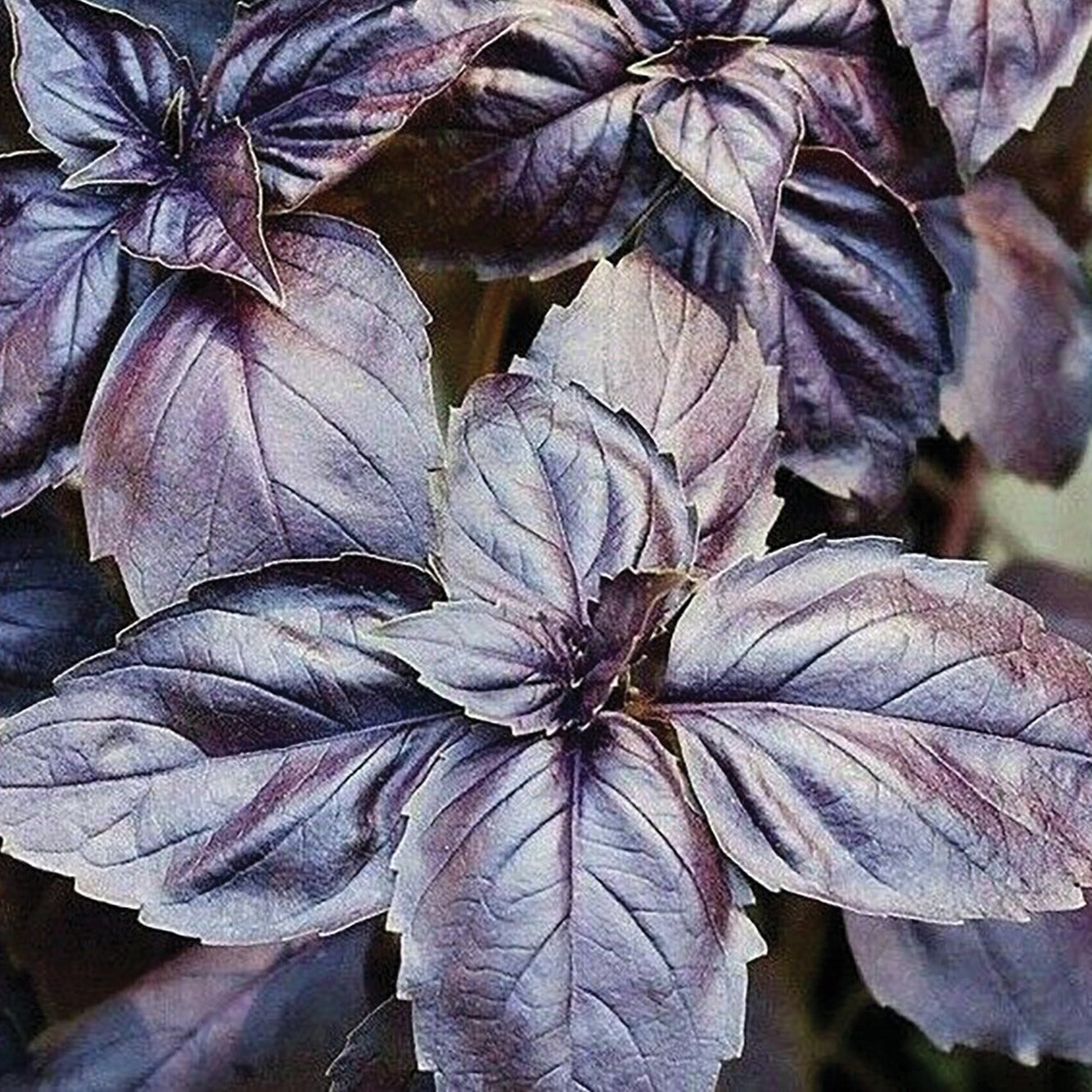 Red Rubin Basil