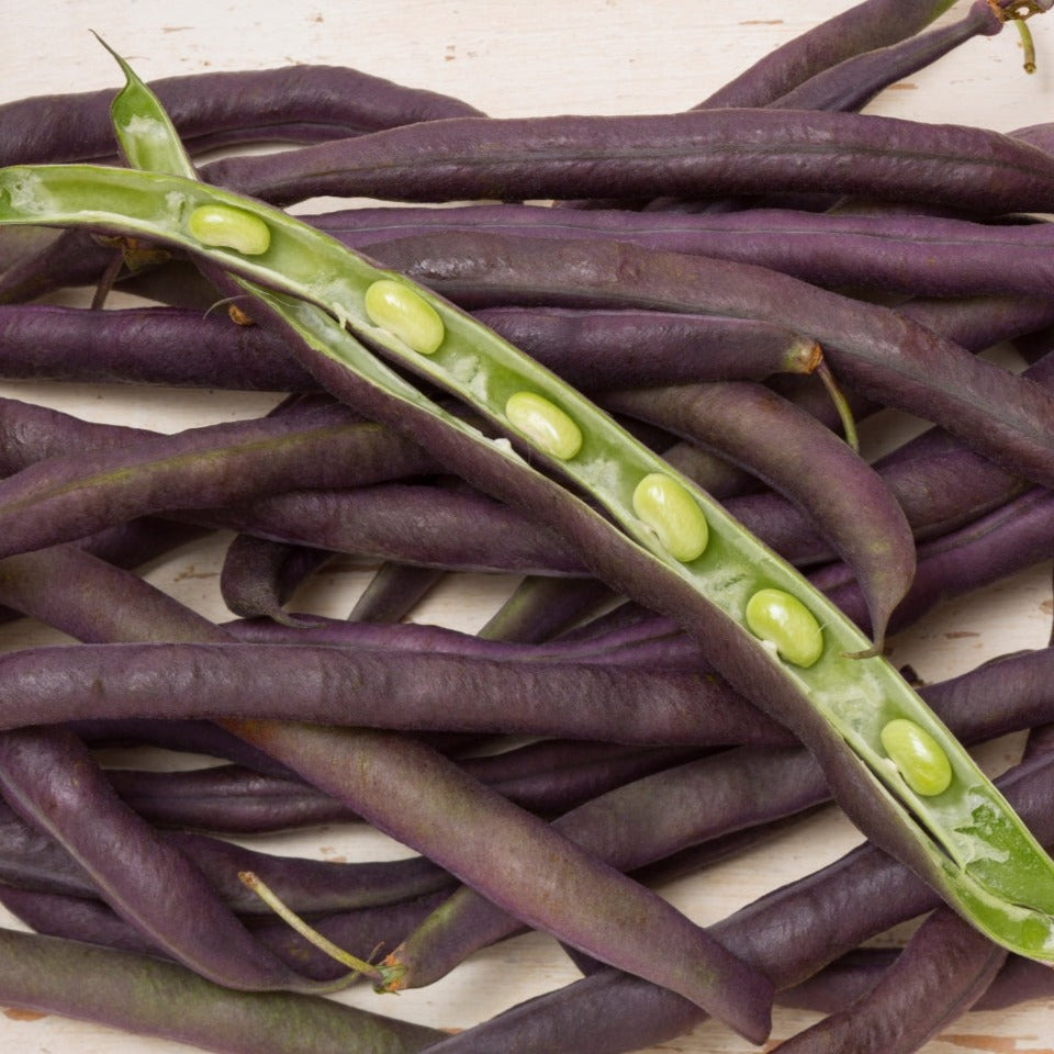 Purple Podded Bean (Pole)