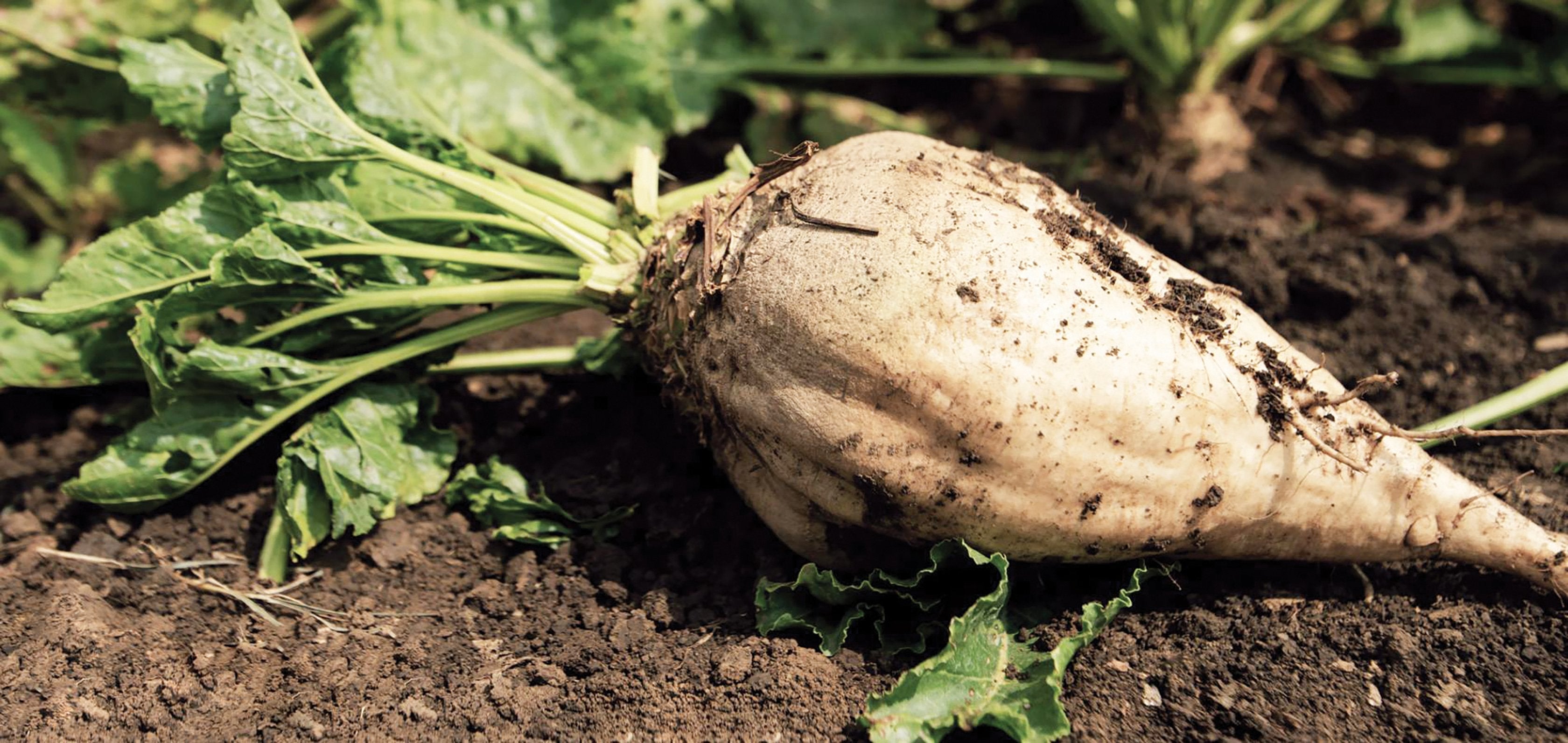 Sugar Beet