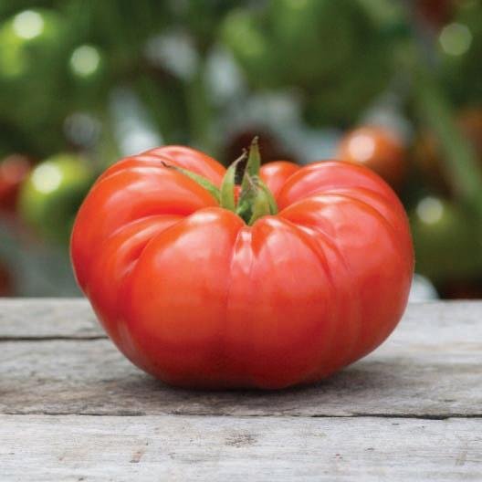 Beefsteak Tomato - Team Grow
