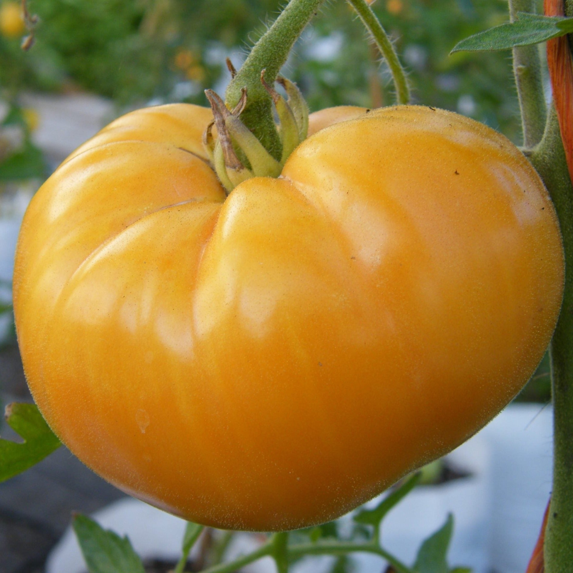 Beefsteak Yellow Tomato - Team Grow
