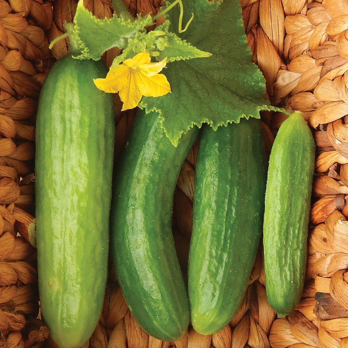 Beit Alpha Cucumber - Team Grow
