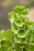 Bells of Ireland - Team Grow