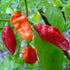 Bhut Jolokia Ghost Pepper - Team Grow