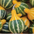 Bi - Color Pear Gourd - Team Grow