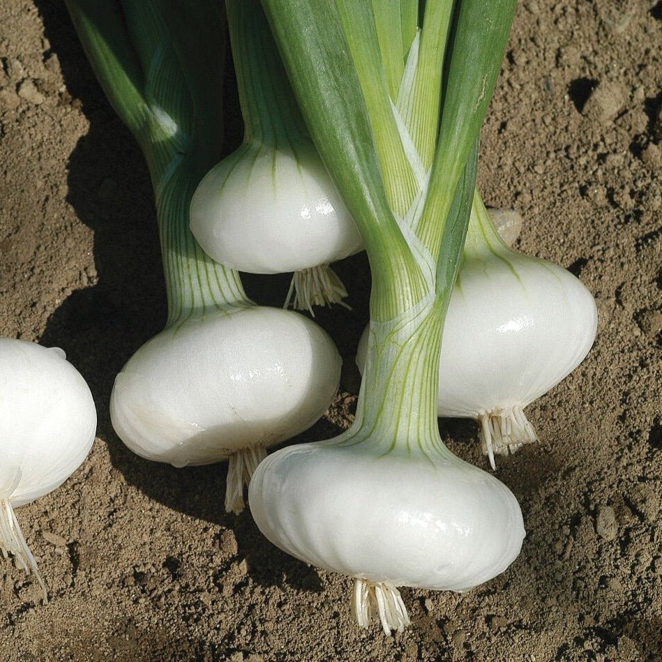 Bianca Di Maggio Onion - Team Grow