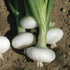 Bianca Di Maggio Onion - Team Grow