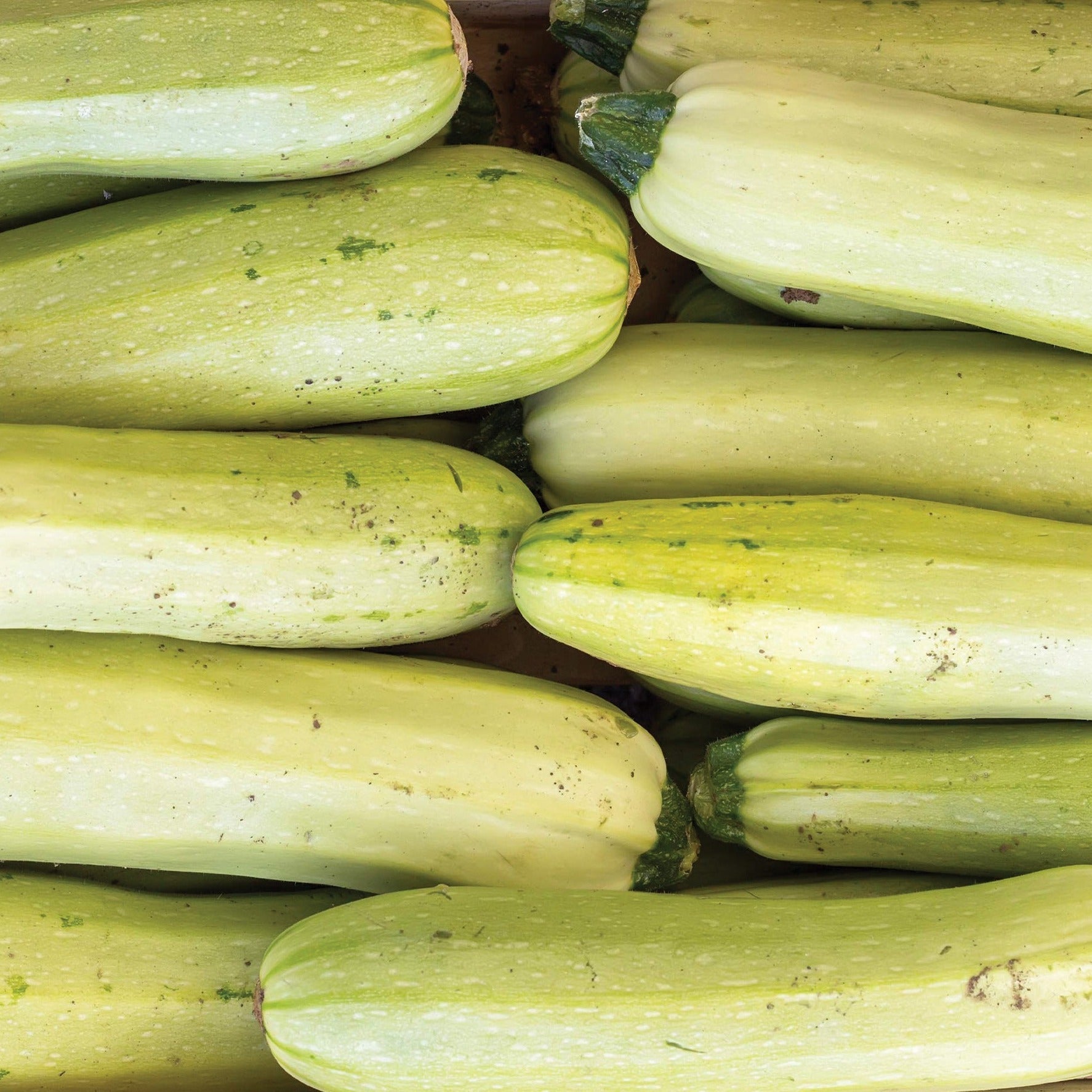 Bianco Di Trieste Zucchini - Team Grow