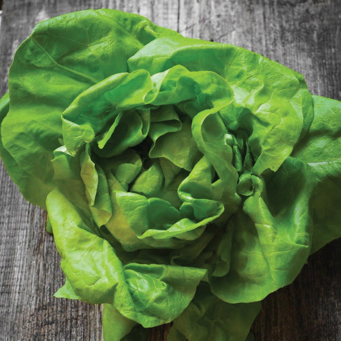 Bibb Butterhead Lettuce - Team Grow