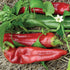 Big Jim Pepper - Team Grow