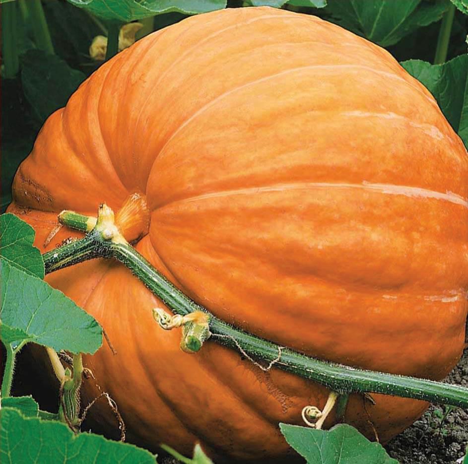 Big Max Pumpkin - Team Grow