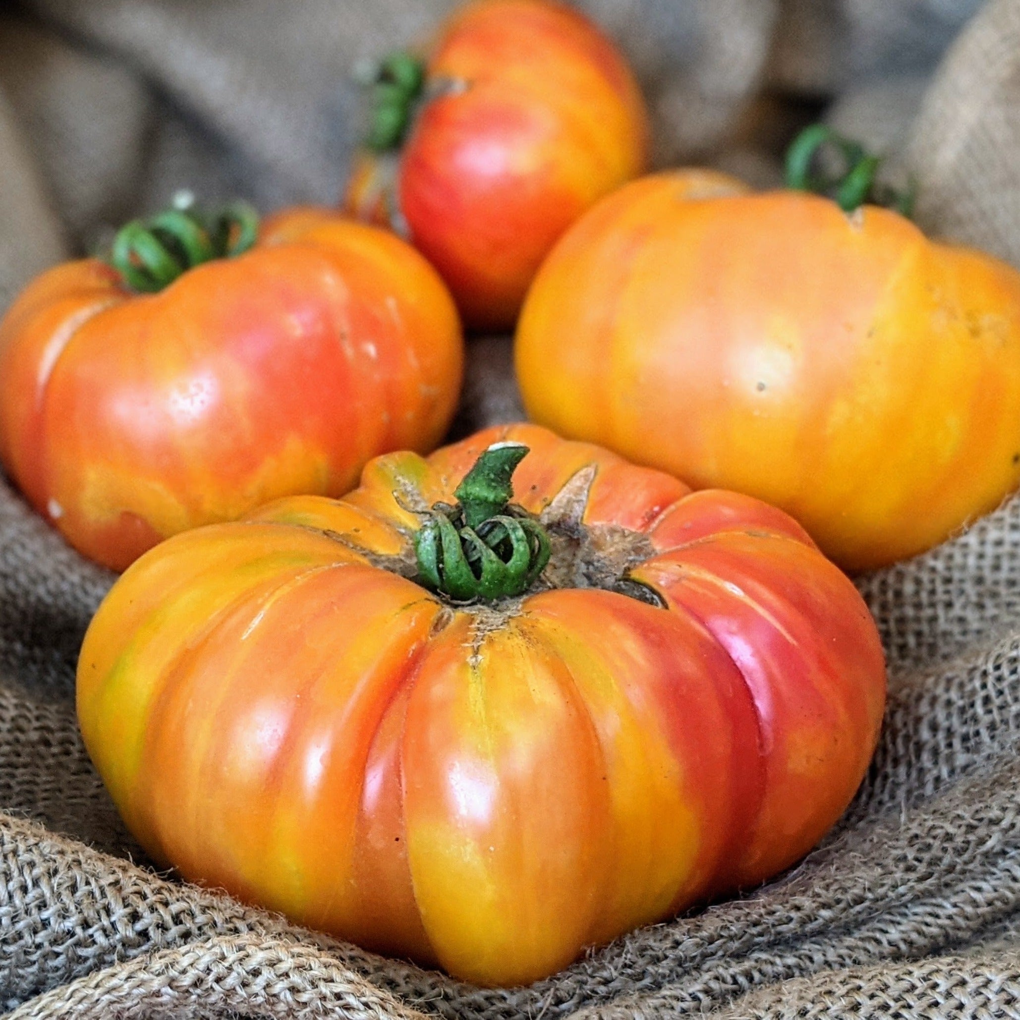 Big Rainbow Tomato - Team Grow
