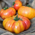 Big Rainbow Tomato - Team Grow