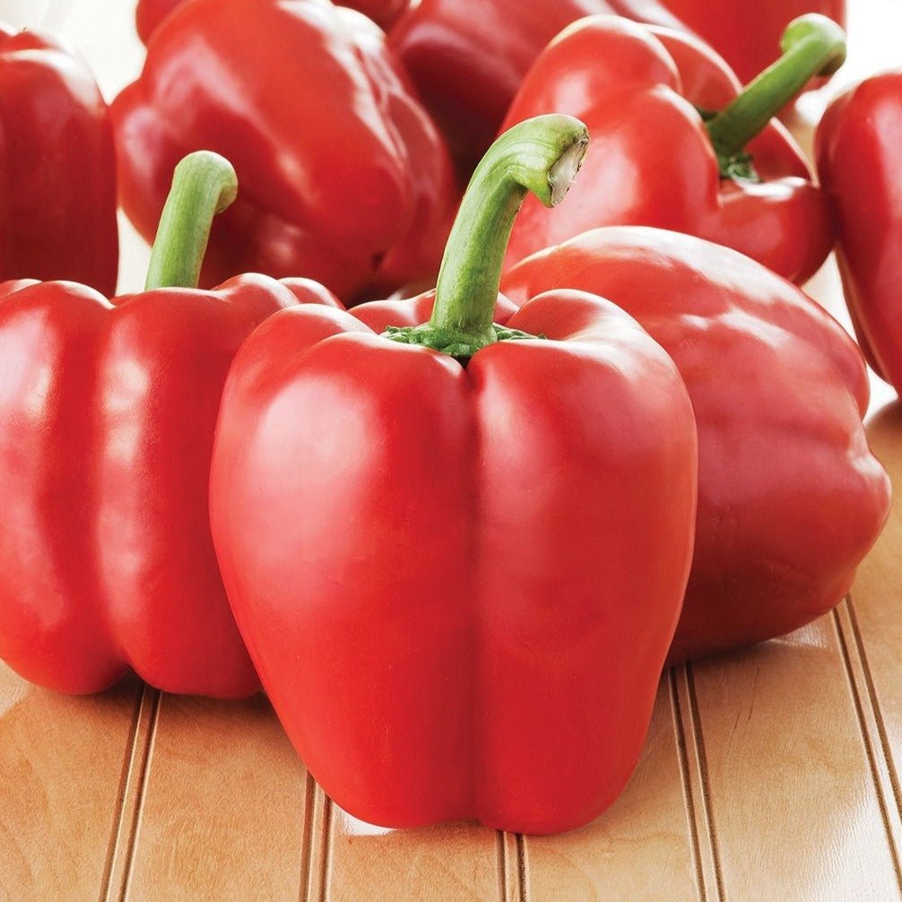 Big Red Bell Pepper - Team Grow