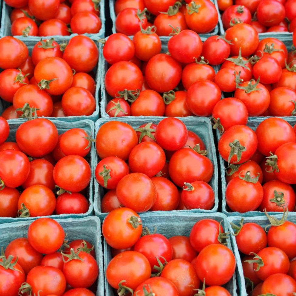 Bing Cherry Tomato - Team Grow