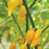 Biquinho Yellow Piquillo Pepper - Team Grow