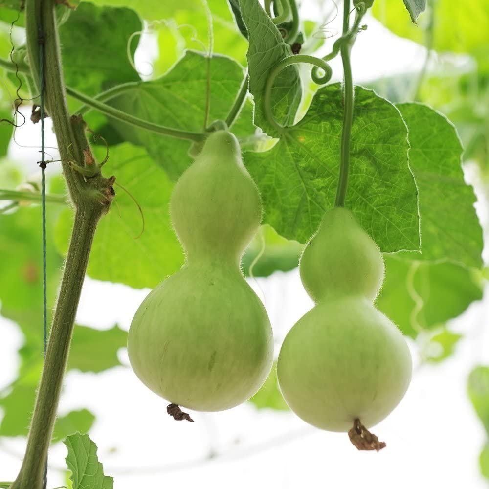 Birdhouse Gourd - Team Grow