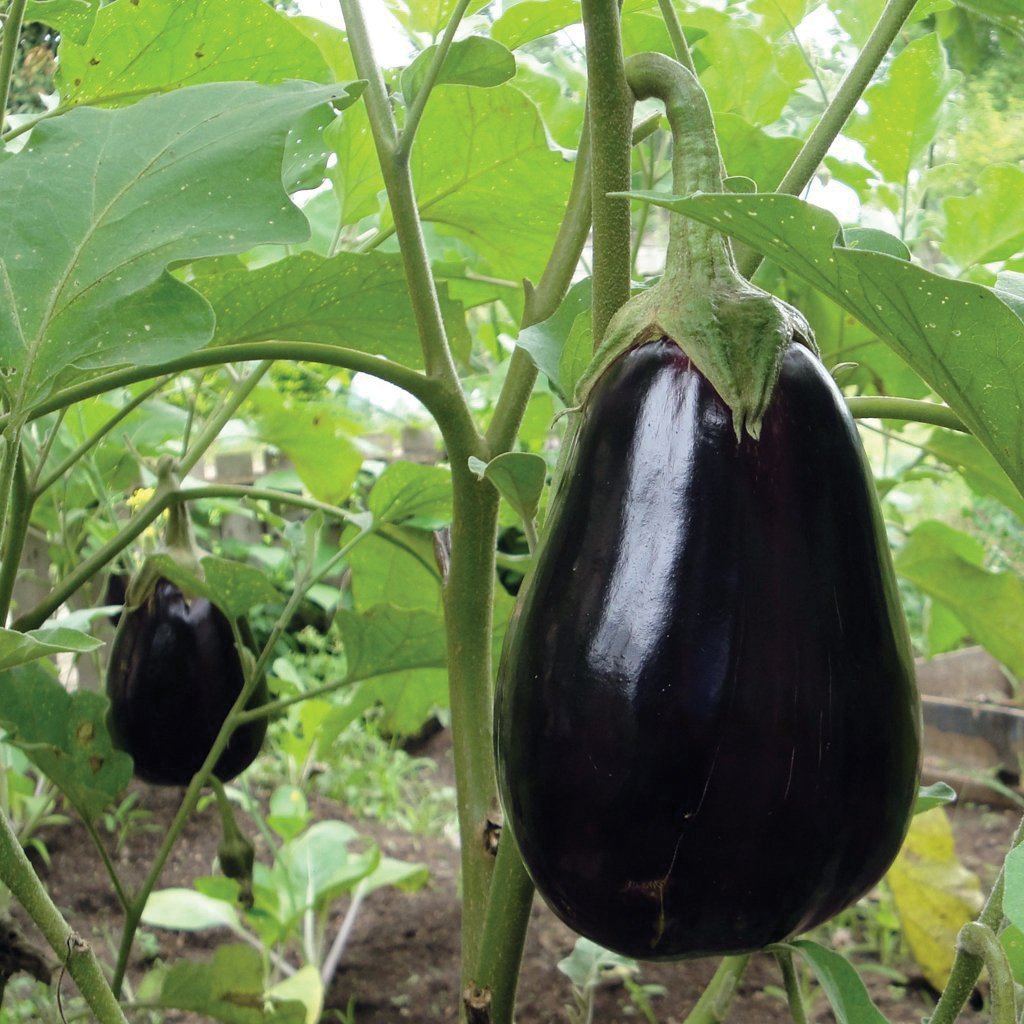 Black Beauty Eggplant - Team Grow