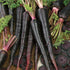 Black Nebula Carrot - Team Grow