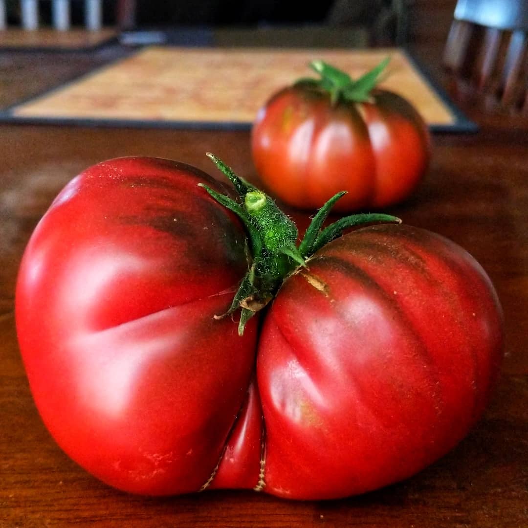Black Sea Man Tomato - Team Grow