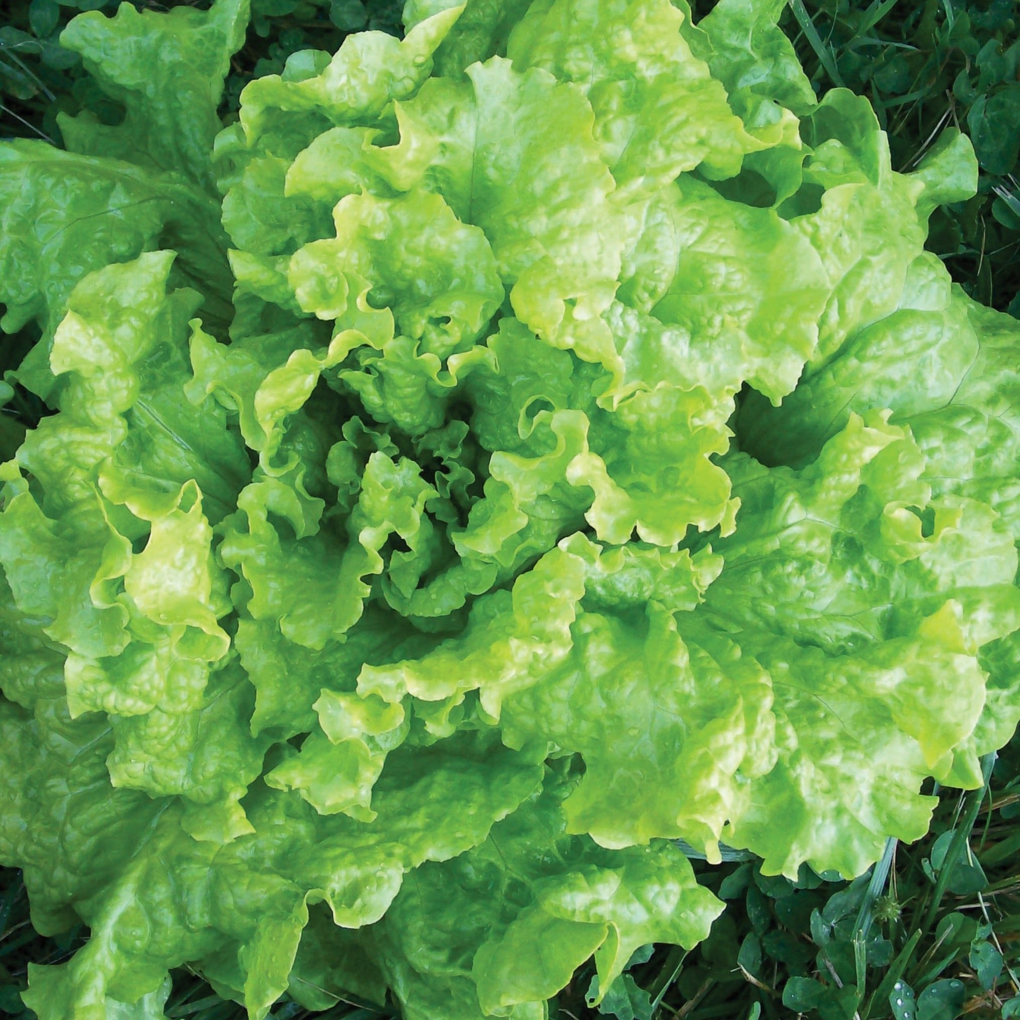 Black Seeded Simpson Lettuce - Team Grow