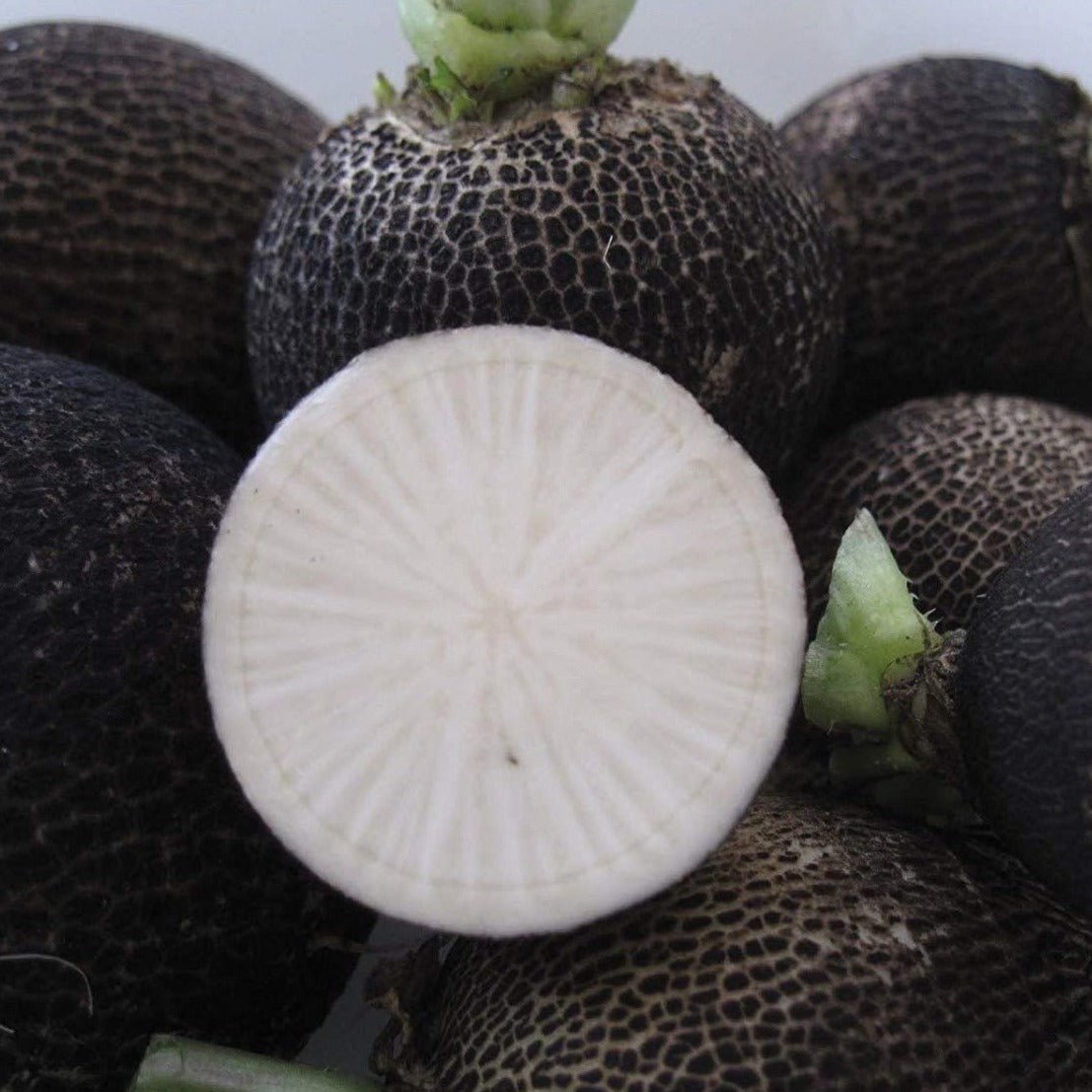 Black Spanish Radish - Team Grow
