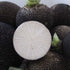 Black Spanish Radish - Team Grow