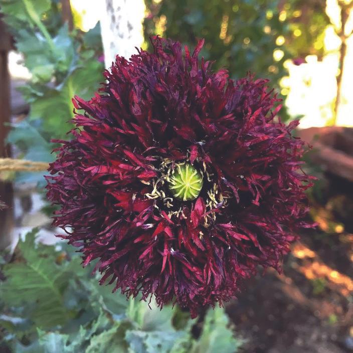 Black Swan Poppy - Team Grow