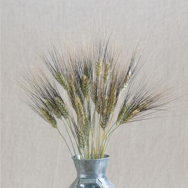 Black Tip Wheat - Team Grow