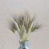 Black Tip Wheat - Team Grow
