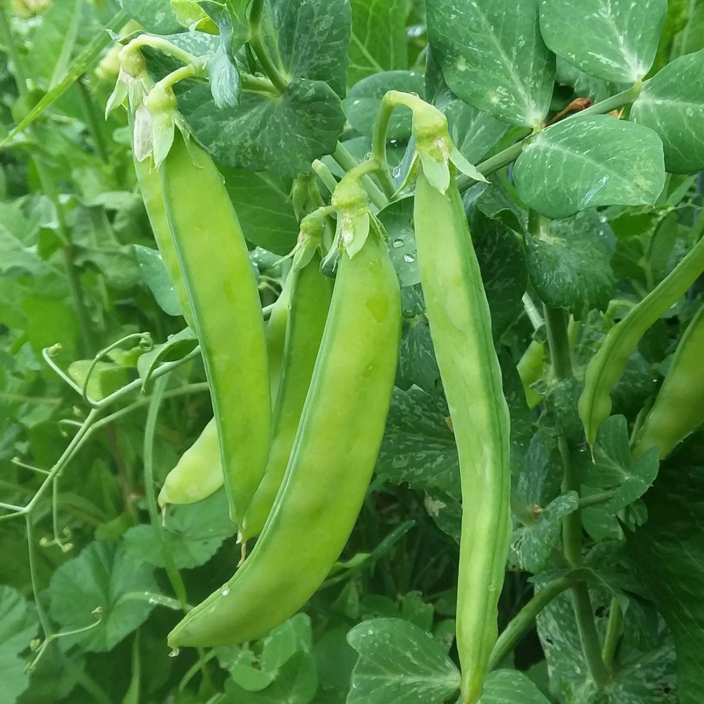 Blizzard Pea - Team Grow