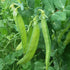 Blizzard Pea - Team Grow