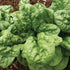 Bloomsdale Long Standing Spinach - Team Grow