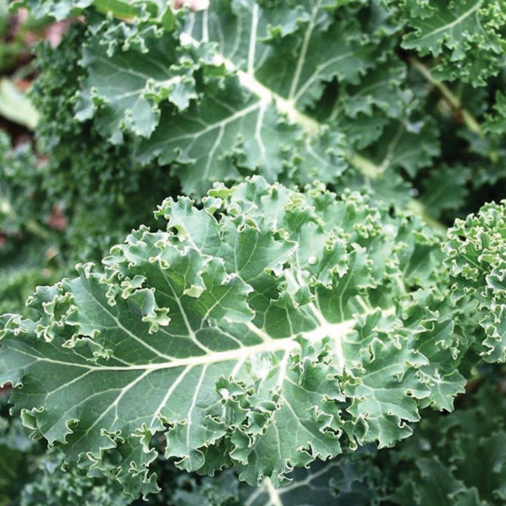Blue Curled Scotch Kale - Team Grow